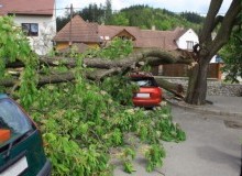 Kwikfynd Tree Cutting Services
oatley