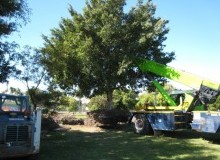 Kwikfynd Tree Management Services
oatley