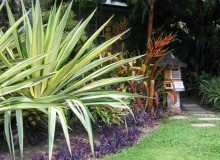 Kwikfynd Tropical Landscaping
oatley